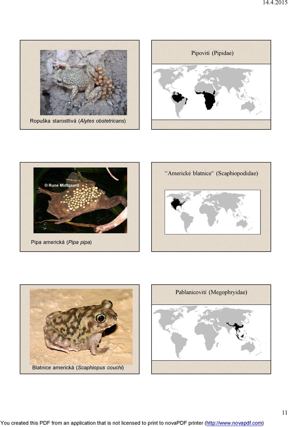 (Scaphiopodidae) Pipa americká (Pipa pipa)