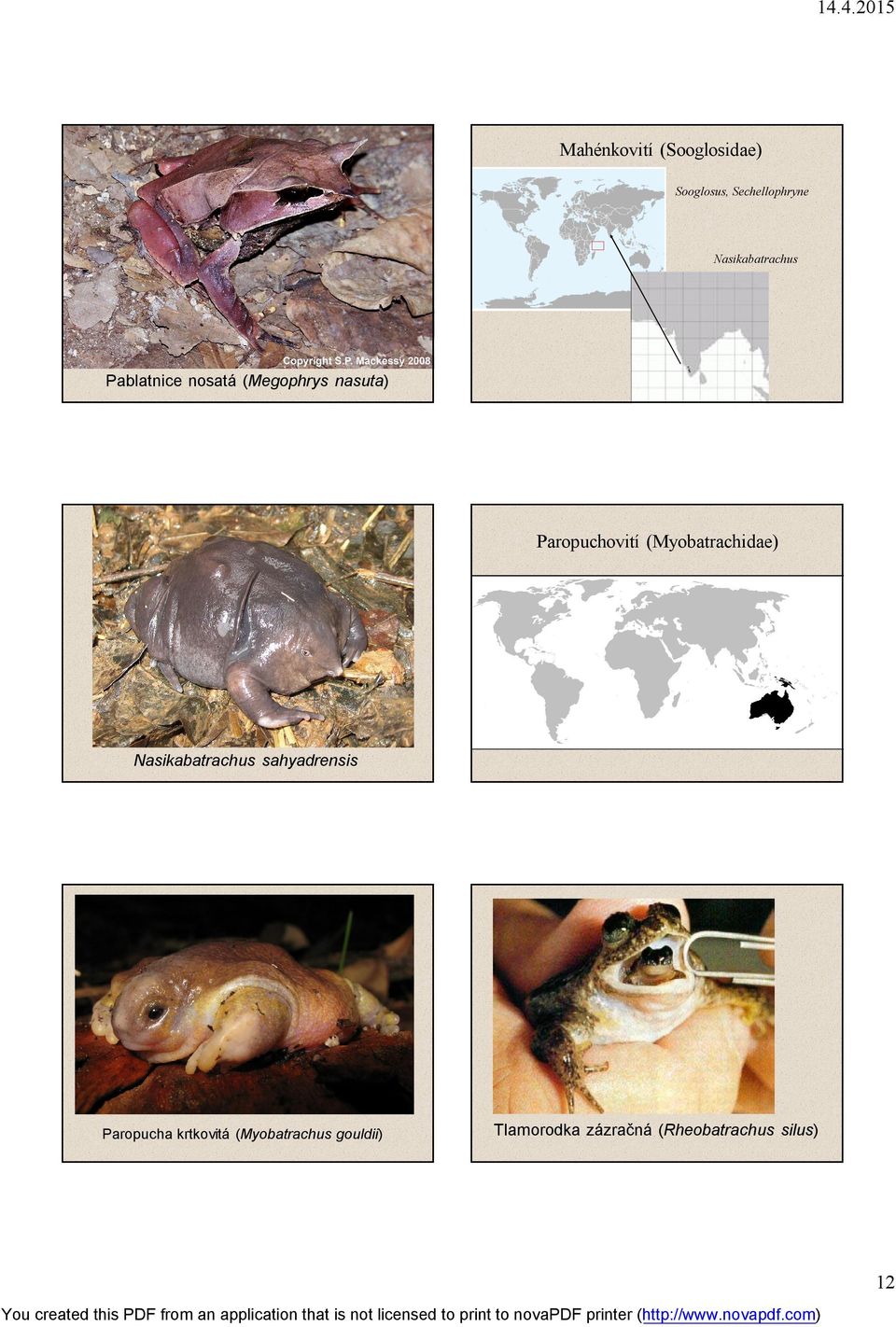 Paropuchovití (Myobatrachidae) Nasikabatrachus sahyadrensis