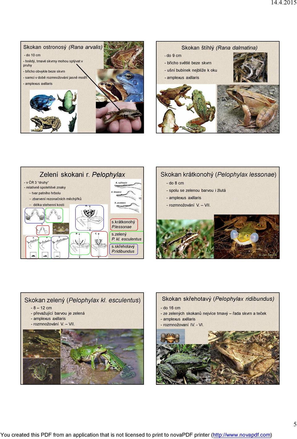 Pelophylax v ČR 3 druhy relativně spolehlivé znaky Skokan krátkonohý (Pelophylax lessonae) do 8 cm spolu se zelenou barvou i žlutá tvar patního hrbolu zbarvení rezonačních měchýřků délka stehenní