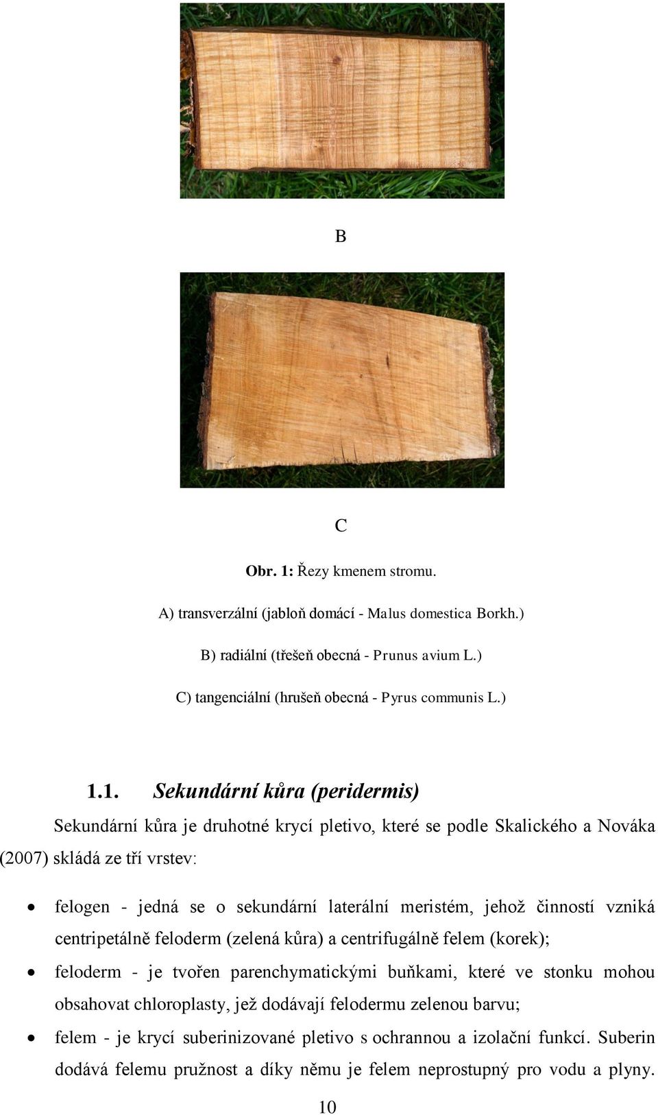 meristém, jehož činností vzniká centripetálně feloderm (zelená kůra) a centrifugálně felem (korek); feloderm - je tvořen parenchymatickými buňkami, které ve stonku mohou obsahovat