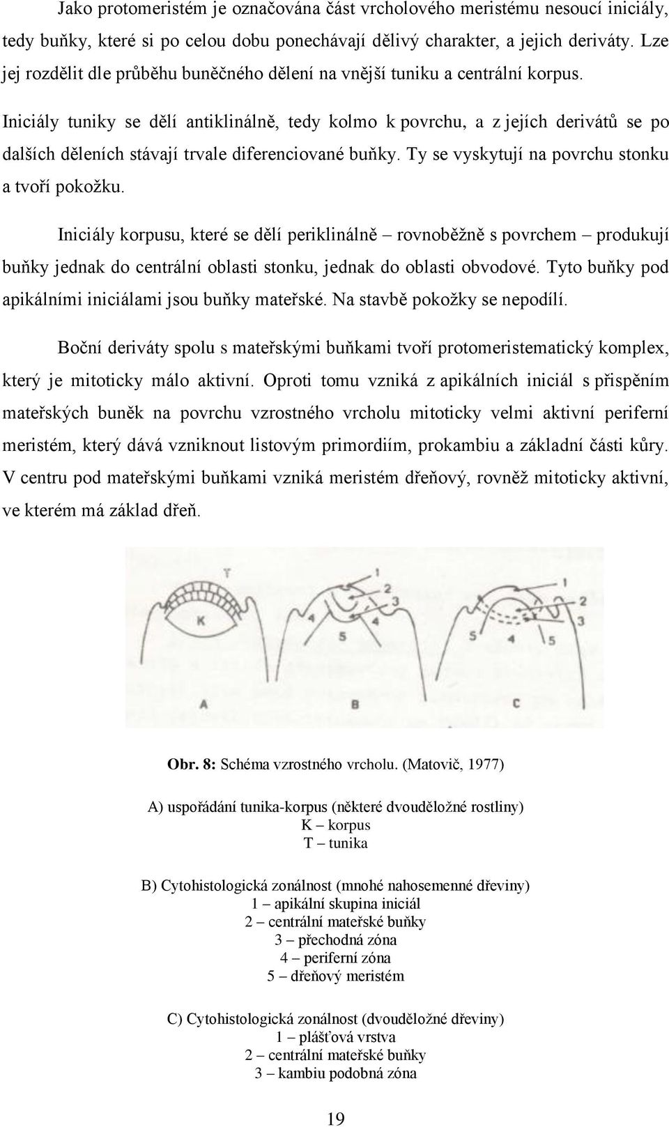 Iniciály tuniky se dělí antiklinálně, tedy kolmo k povrchu, a z jejích derivátů se po dalších děleních stávají trvale diferenciované buňky. Ty se vyskytují na povrchu stonku a tvoří pokožku.