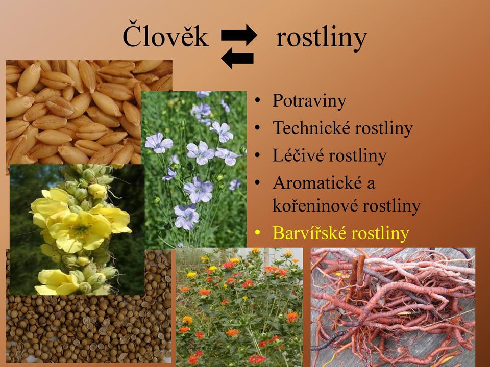 rostliny Aromatické a