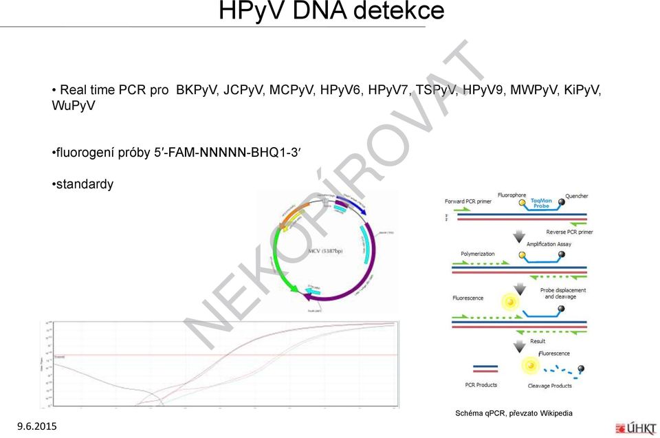 fluorogení próby 5 -FAM-NNNNN-BHQ1-3