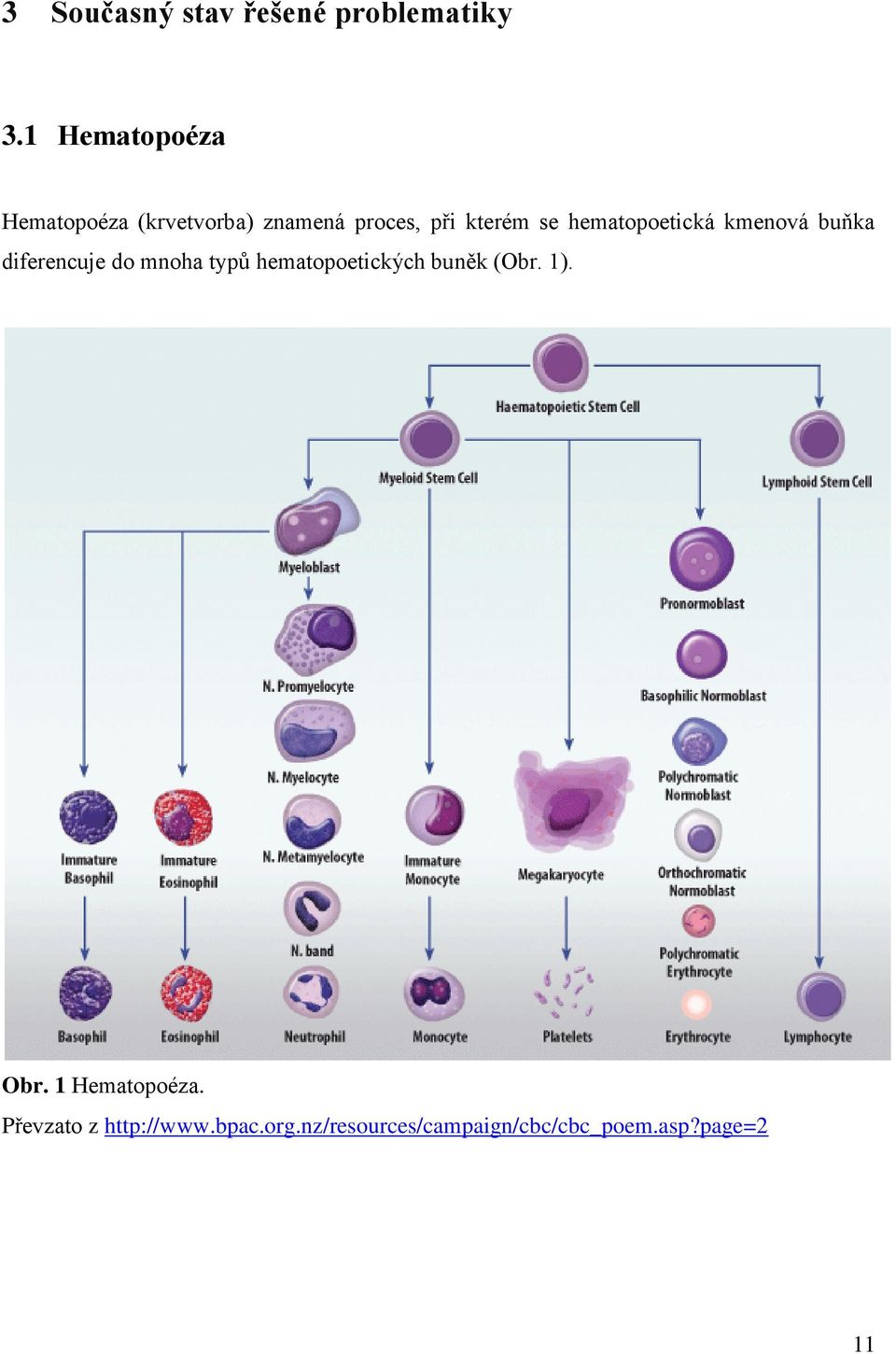 hematopoetická kmenová buňka diferencuje do mnoha typů hematopoetických