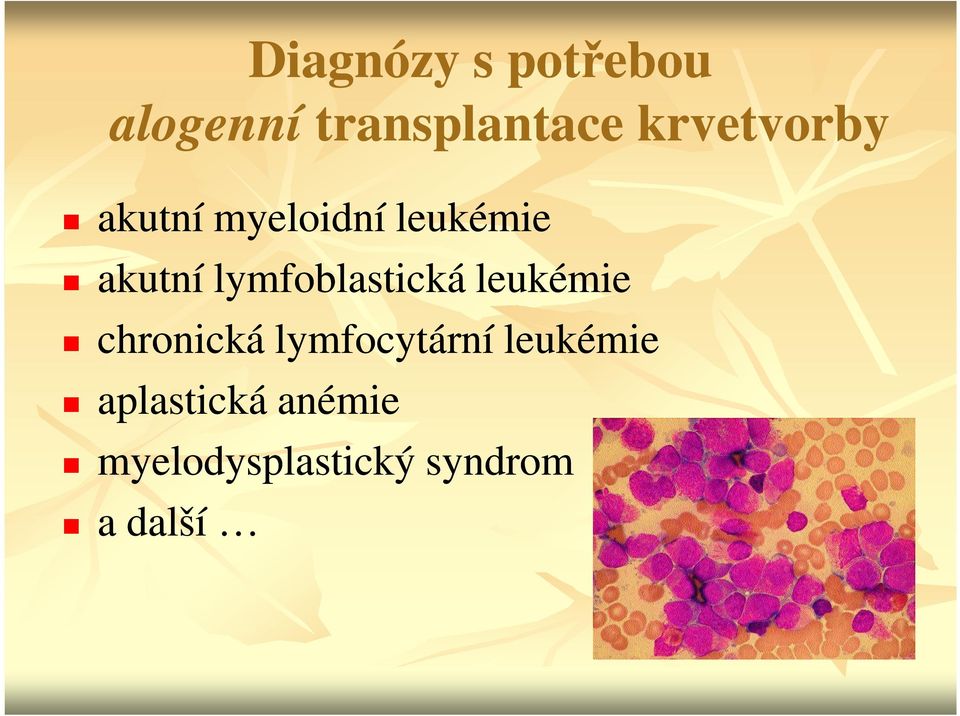 lymfoblastická leukémie chronická lymfocytární