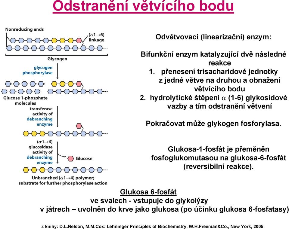 hydrolytické štěpení α (1-6) glykosidové vazby a tím odstranění větvení Pokračovat může glykogen fosforylasa.