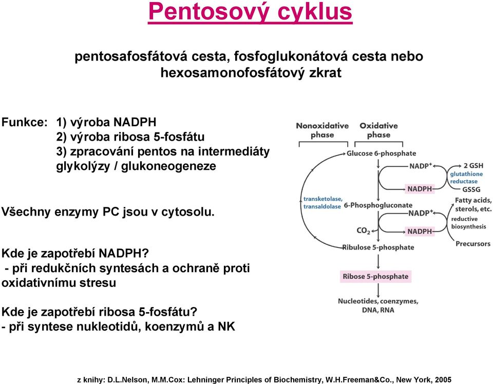 glukoneogeneze Všechny enzymy PC jsou v cytosolu. Kde je zapotřebí NADPH?