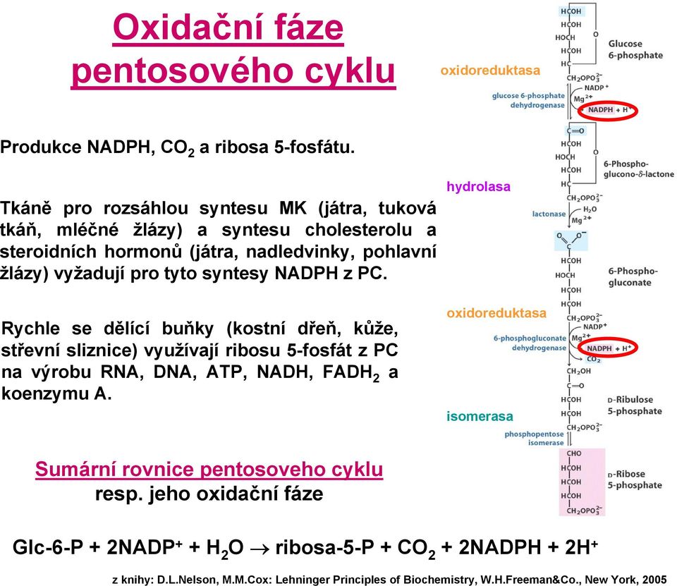 žlázy) vyžadují pro tyto syntesy NADPH z PC.