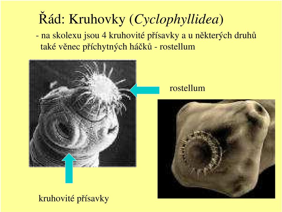 některých druhů také věnec příchytných