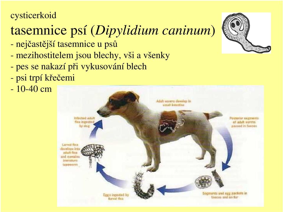 mezihostitelem jsou blechy, vši a všenky - pes