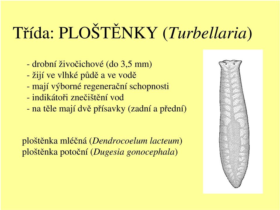 indikátoři znečištění vod - na těle mají dvě přísavky (zadní a přední)