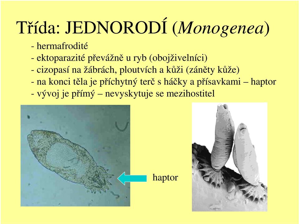 a kůži (záněty kůže) - na konci těla je příchytný terč s háčky a