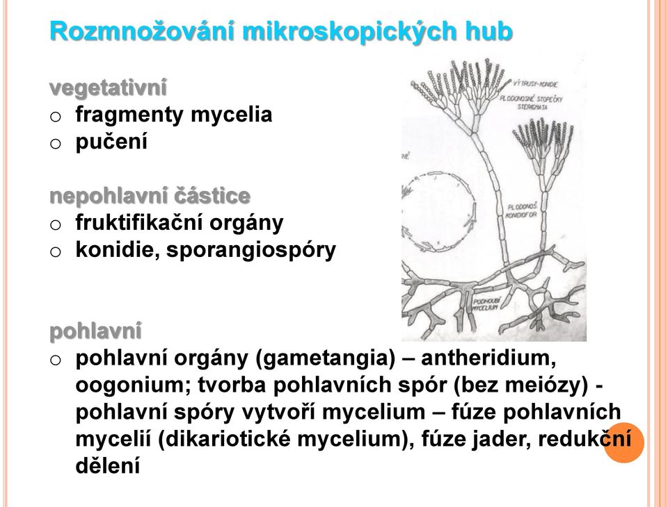 (gametangia) antheridium, oogonium; tvorba pohlavních spór (bez meiózy) - pohlavní