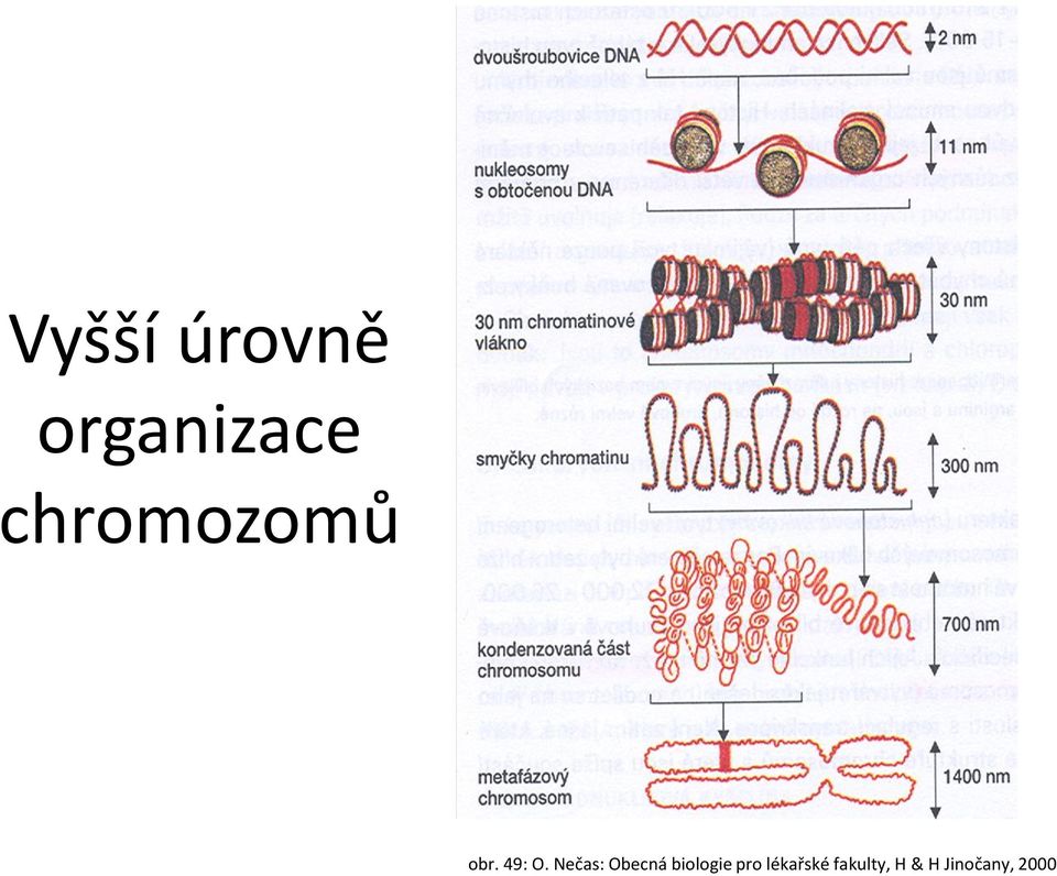 Nečas: Obecná biologie pro