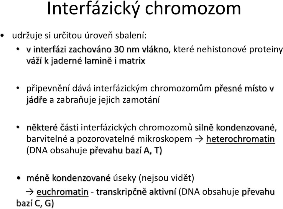 některé části interfázických chromozomů silně kondenzované, barvitelné a pozorovatelné mikroskopem heterochromatin (DNA