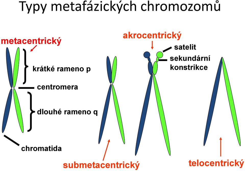 akrocentrický satelit sekundární