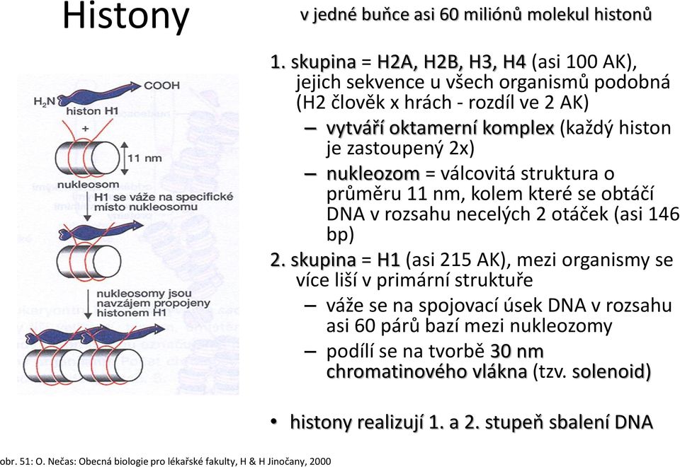 zastoupený 2x) nukleozom = válcovitá struktura o průměru 11 nm, kolem které se obtáčí DNA v rozsahu necelých 2 otáček (asi 146 bp) 2.