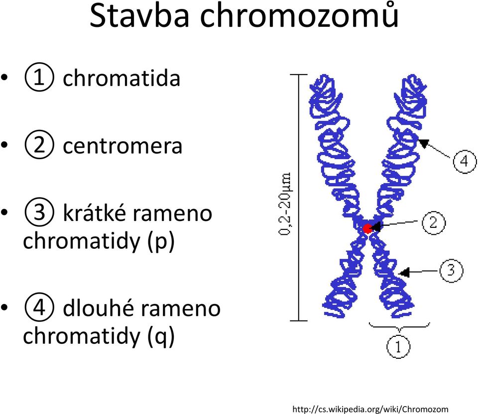 chromatidy (p) 4 dlouhé rameno