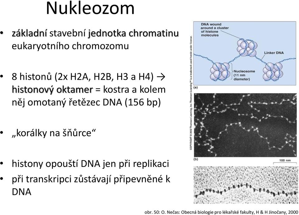 korálky na šňůrce histony opouští DNA jen při replikaci při transkripci zůstávají