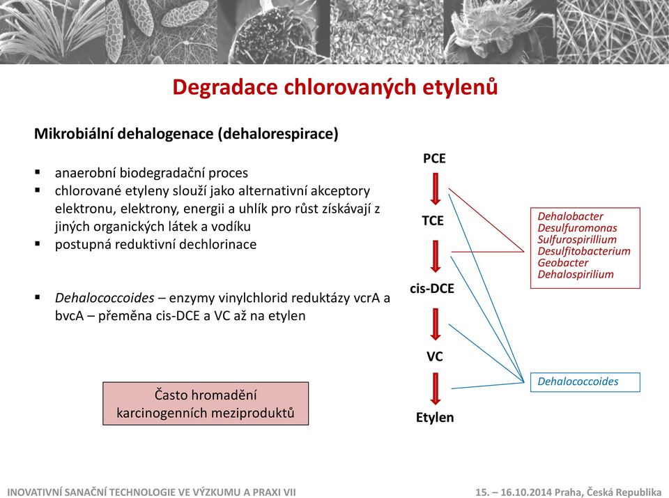 dechlorinace Dehalococcoides enzymy vinylchlorid reduktázy vcra a bvca přeměna cis-dce a VC až na etylen PCE TCE cis-dce Dehalobacter