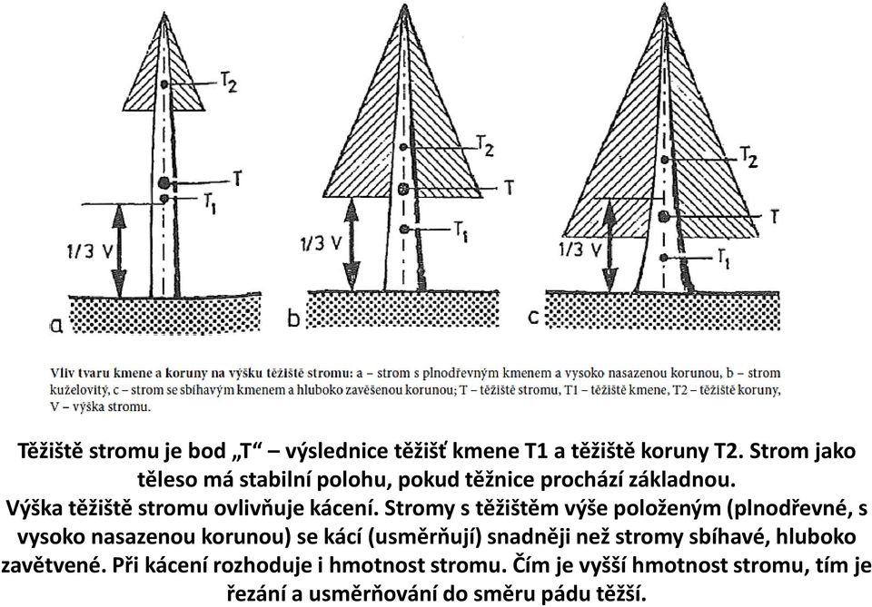 Stromy s těžištěm výše položeným (plnodřevné, s vysoko nasazenou korunou) se kácí (usměrňují) snadněji než