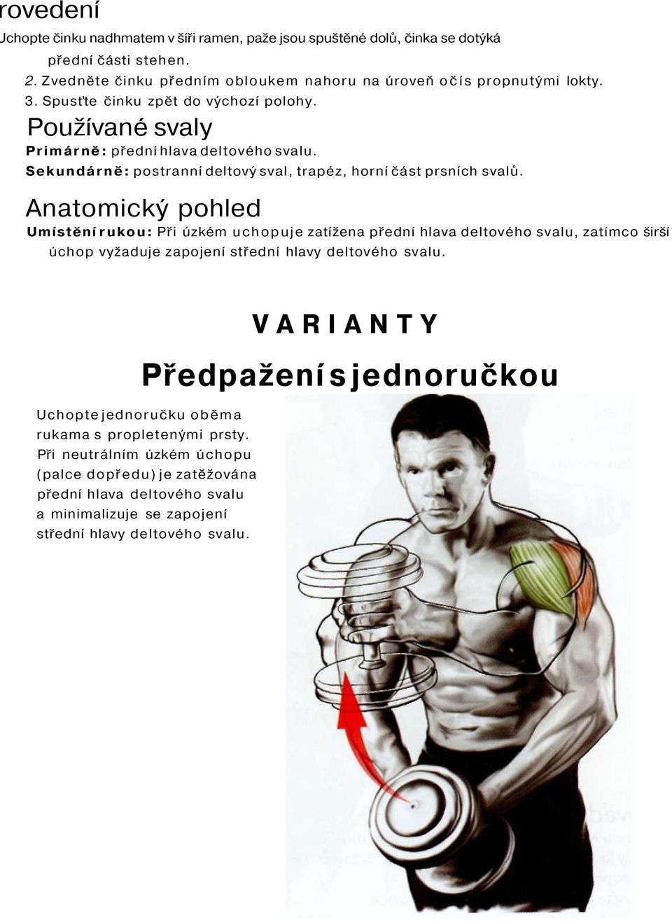 Anatomický pohled Umístění rukou: Při úzkém uchopuje zatížena přední hlava deltového svalu, zatímco širší úchop vyžaduje zapojení střední hlavy deltového svalu.