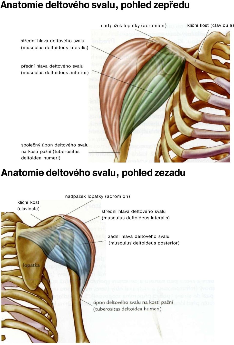 kosti pažní (tuberositas deltoidea humeri) Anatomie deltového svalu, pohled zezadu klíční kost (clavicula) nadpažek lopatky