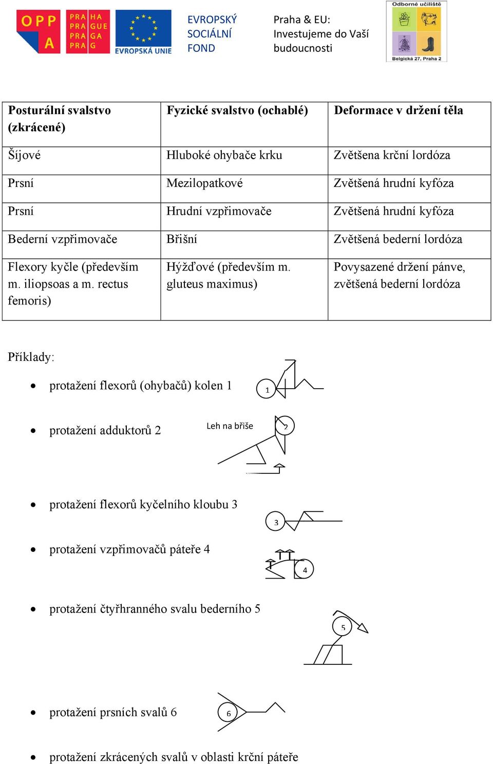 rectus femoris) Hýžďové (především m.