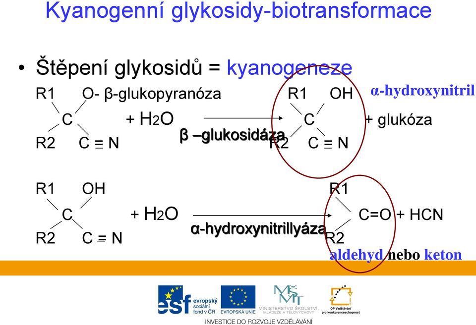 H2O C + glukóza β glukosidáza R2 C = N R2 C = N R1 OH R1 C +