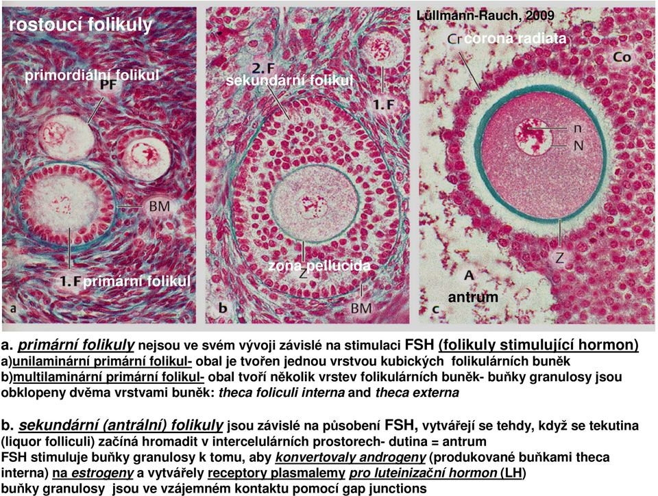b)multilaminární primární folikul- obal tvoří několik vrstev folikulárních buněk- buňky granulosy jsou obklopeny dvěma vrstvami buněk: theca foliculi interna and theca externa b.