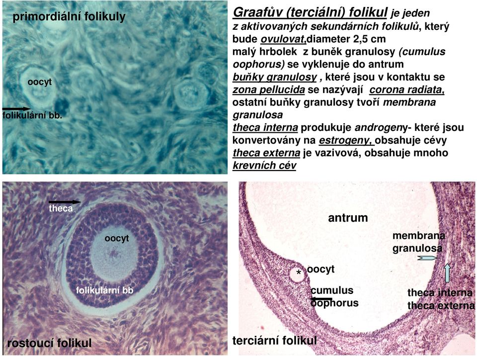 se vyklenuje do antrum buňky granulosy, které jsou v kontaktu se zona pellucida se nazývají corona radiata, ostatní buňky granulosy tvoří membrana granulosa