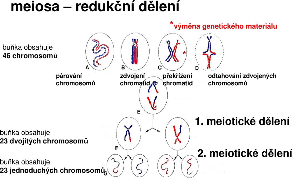 odtahování zdvojených chromosomů buňka obsahuje 23 dvojitých chromosomů