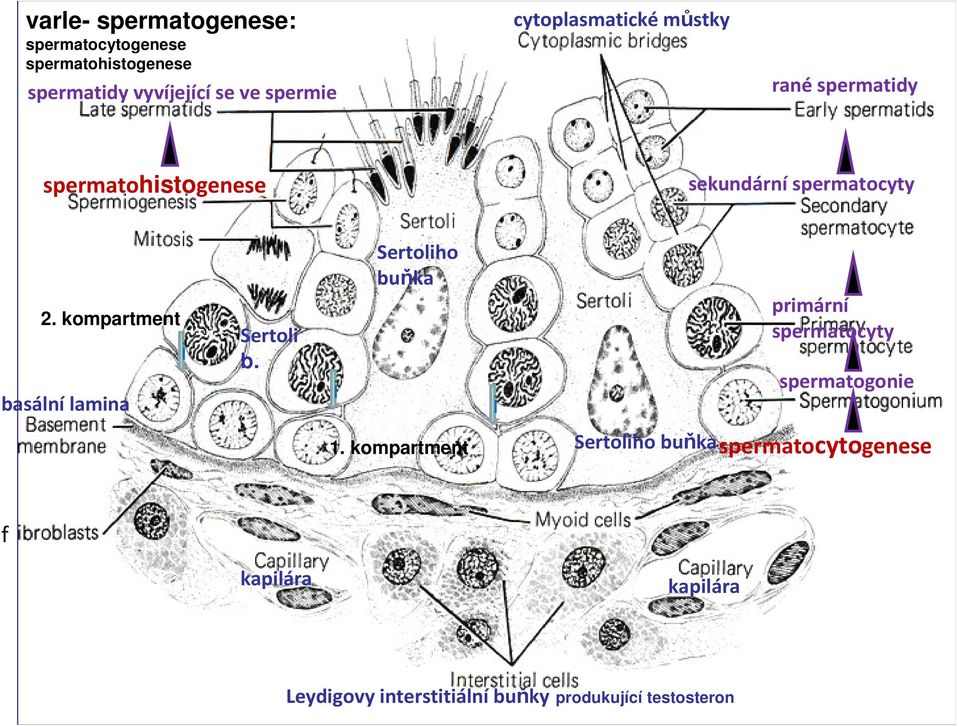 kompartment basální lamina i Sertoli b. i Sertoliho buňka i primární spermatocyty spermatogonie 1.