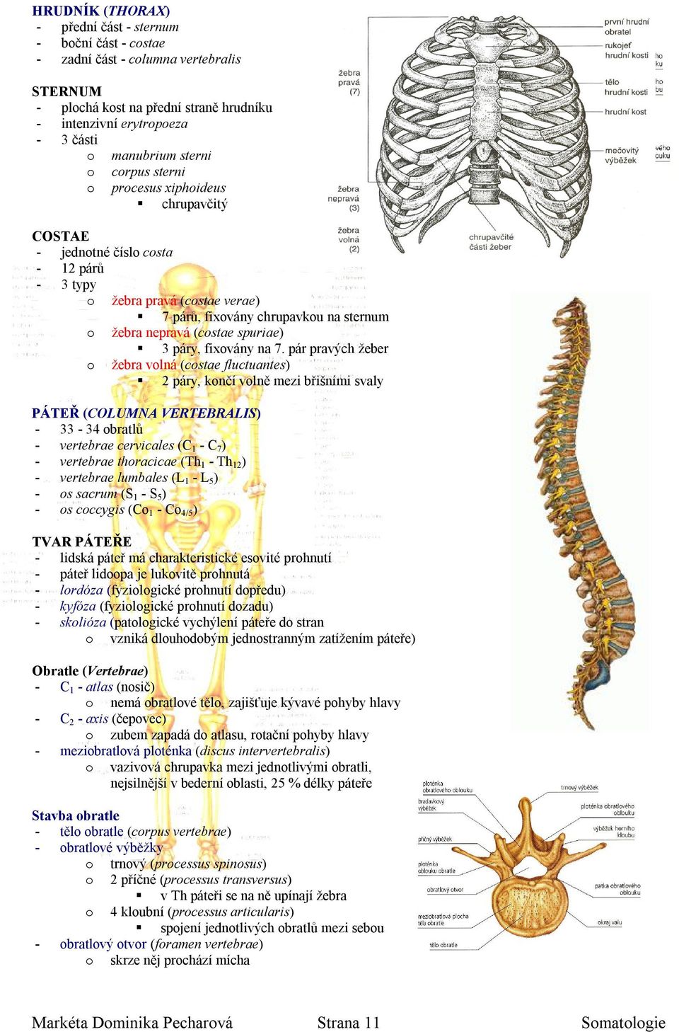 pár pravých žeber žebra vlná (cstae fluctuantes) 2 páry, knčí vlně mezi břišními svaly PÁTEŘ (COLUMNA VERTEBRALIS) - 33-34 bratlů - vertebrae cervicales (C 1 - C 7 ) - vertebrae thracicae (Th 1 - Th