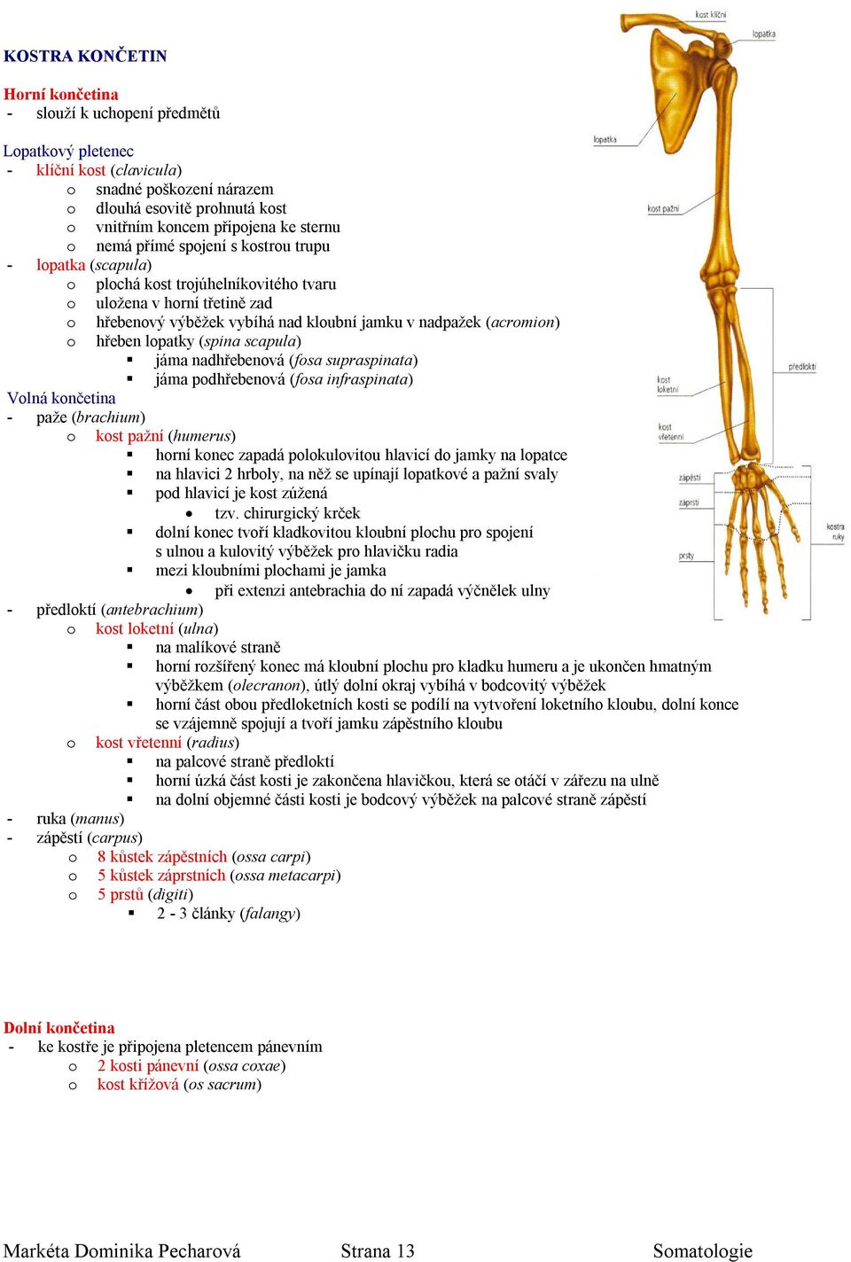 (fsa supraspinata) jáma pdhřebenvá (fsa infraspinata) Vlná knčetina - paže (brachium) kst pažní (humerus) hrní knec zapadá plkulvitu hlavicí d jamky na lpatce na hlavici 2 hrbly, na něž se upínají