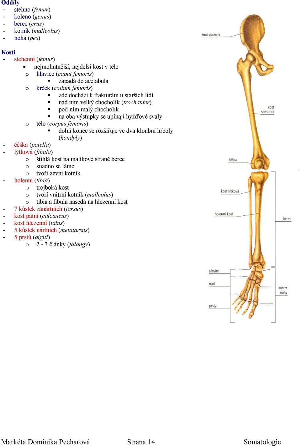 hrbly (kndyly) - čéška (patella) - lýtkvá (fibula) štíhlá kst na malíkvé straně bérce snadn se láme tvří zevní ktník - hlenní (tibia) trjbká kst tvří vnitřní ktník (mallelus) tibia a fibula nasedá na