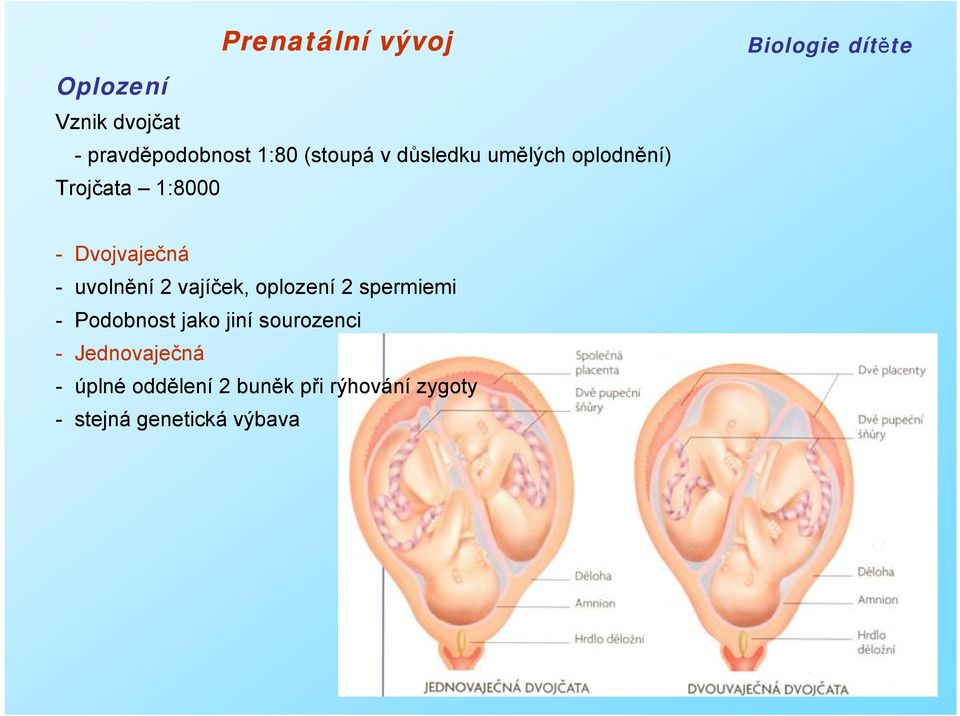 vajíček, oplození 2 spermiemi - Podobnost jako jiní sourozenci -