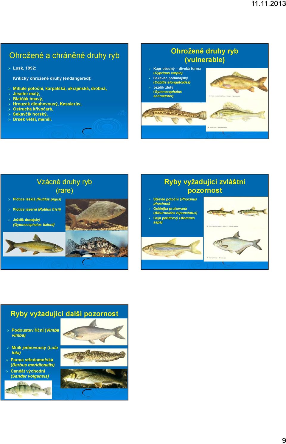 Ohrožené druhy ryb (vulnerable) Kapr obecný divoká forma (Cyprinus carpio) Sekavec podunajský (Cobitis elongatoides) Ježdík žlutý (Gymnocephalus schraetster) Plotice lesklá (Rutilus pigus) Plotice