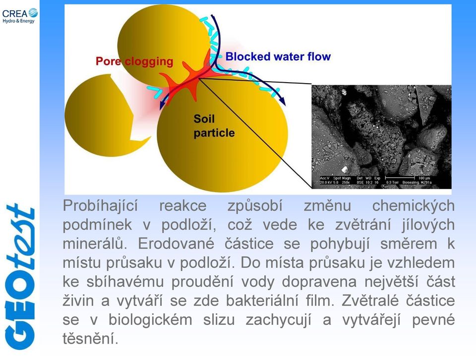 Do místa průsaku je vzhledem ke sbíhavému proudění vody dopravena největší část živin a