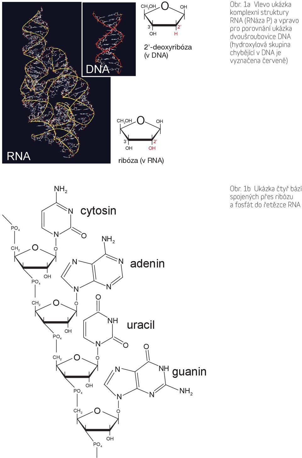 skupina chybějící v DNA je vyznačena červeně) CH 2H H RNA 3 2 H H ribóza (v RNA) ribóza (v RNA) NH 2 N cytosin br.