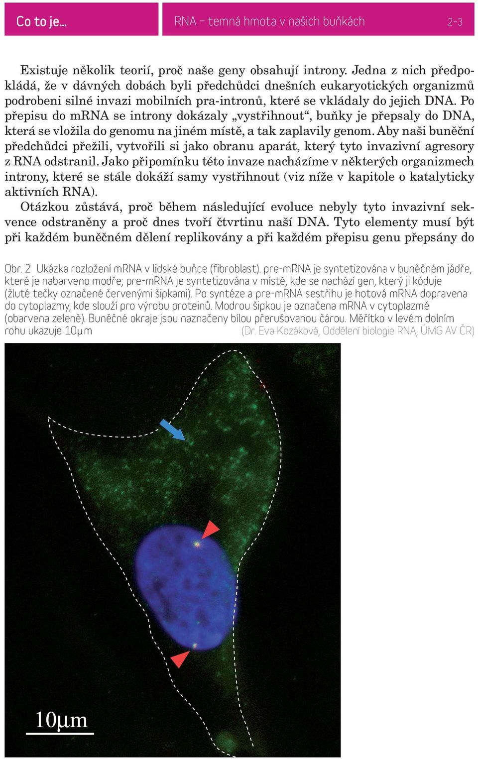 Po přepisu do mrna se introny dokázaly vystřihnout, buňky je přepsaly do DNA, která se vložila do genomu na jiném místě, a tak zaplavily genom.