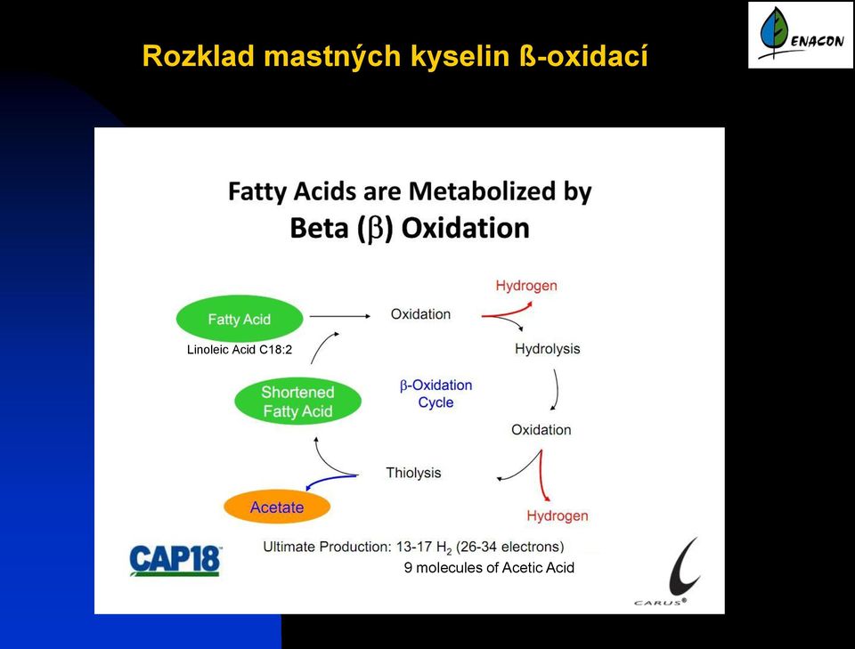 Linoleic Acid C18:2