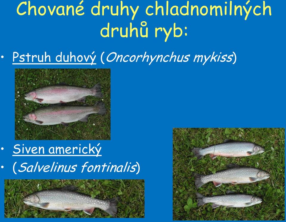 (Oncorhynchus mykiss) Siven