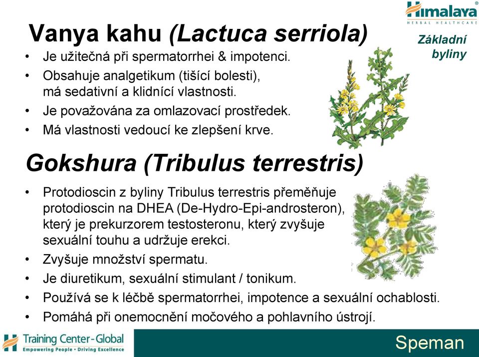 Základní byliny Gokshura (Tribulus terrestris) Protodioscin z byliny Tribulus terrestris přeměňuje protodioscin na DHEA (De-Hydro-Epi-androsteron), který je