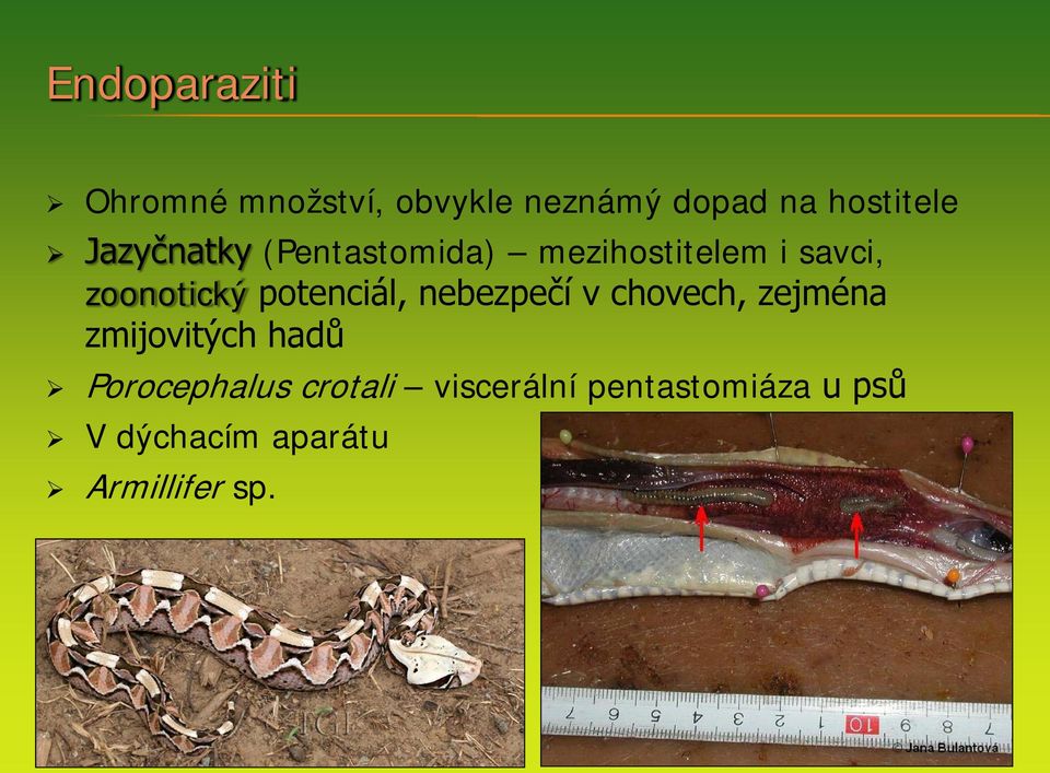 potenciál, nebezpečí v chovech, zejména zmijovitých hadů