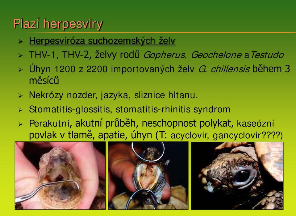 chillensis během 3 měsíců Nekrózy nozder, jazyka, sliznice hltanu.