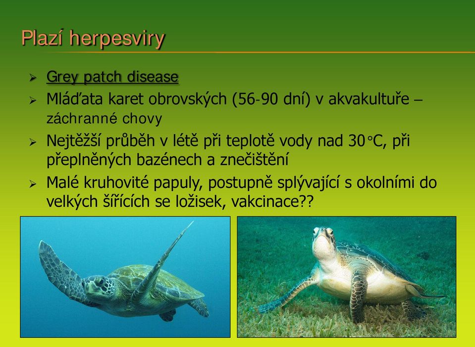 vody nad 30 C, při přeplněných bazénech a znečištění Malé kruhovité