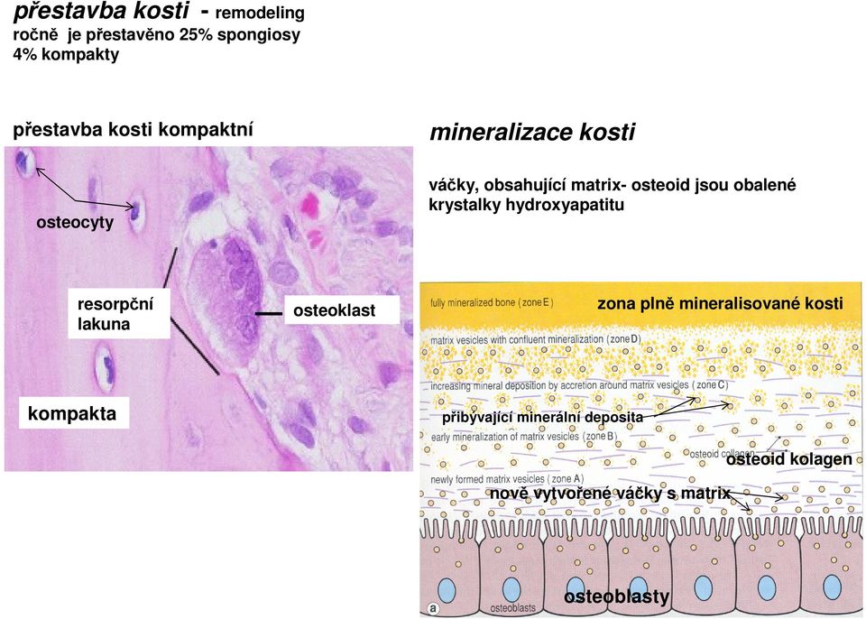 obalené krystalky hydroxyapatitu resorpční lakuna osteoklast zona plně mineralisované