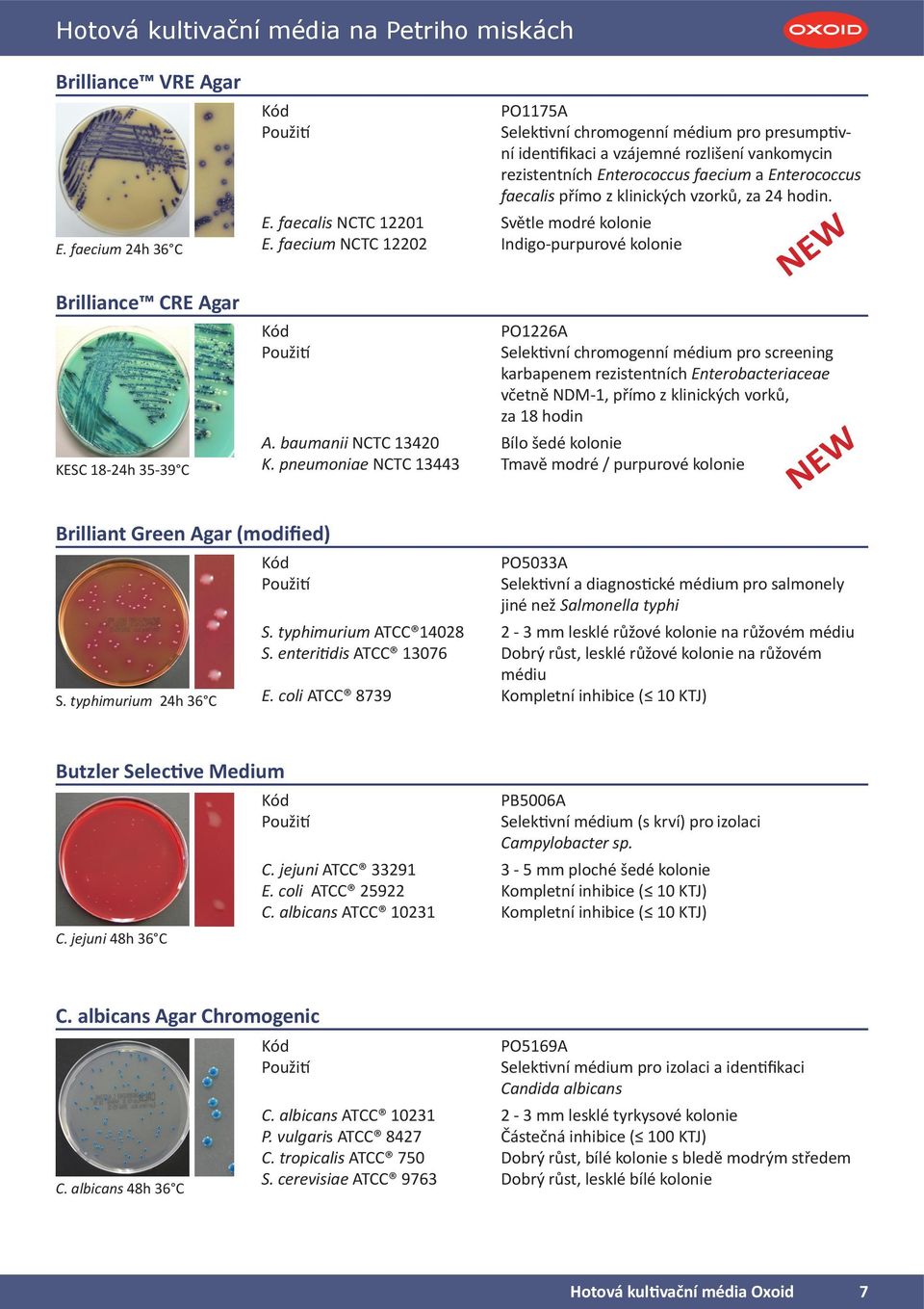 Enterococcus faecalis přímo z klinických vzorků, za 24 hodin. E. faecalis NCTC 12201 Světle modré kolonie E.