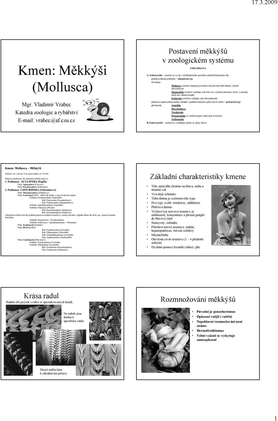 zbytek mezenchym) Sipunculida (coelom vyplňuje celé tělo a je vyčleněn prstenec, který vyztužuje okolí úst, odsud tykadla Echiurida (coelom vyplňuje celé tělo jednotně) pokud se aspoň embryonálně